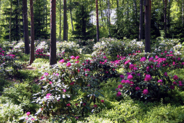 Haagan Rhodo- ja Alppiruusupuisto: Kasvitieteellinen puutarha Helsingissä