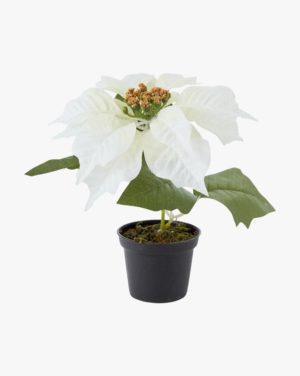 Julestjerne 18 Cm Flower, Valkoinen