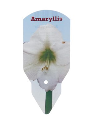 Amaryllis 40+-kukkasipuli