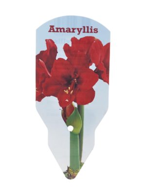 Amaryllis 40/+ -kukkasipuli