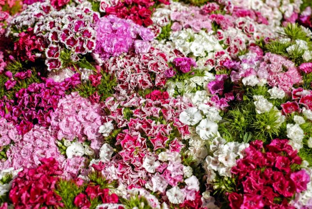 Mitä kukat kertovat antajastaan? 15 kukkaa joka symboloi rakkautta