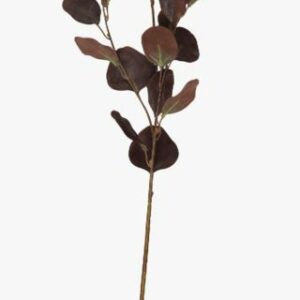 Eucalyptus big oksa tummanruskea