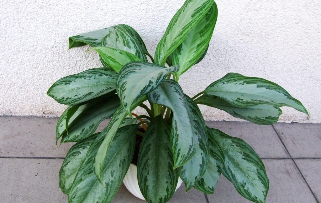 Malakanlaikkuvehka (Aglaonema commutatum): Kukkien ja Kasvien Hoito-ohjeet

