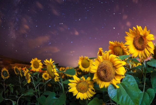 Kukkia Jokaiselle Horoskooppimerkille