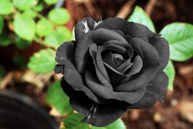 Mustien Ruusujen Salaperäinen Kauneus: Symboliikkaa ja Tarinoita