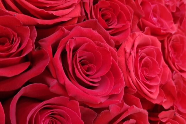 Ruusujen Määrän Merkitys